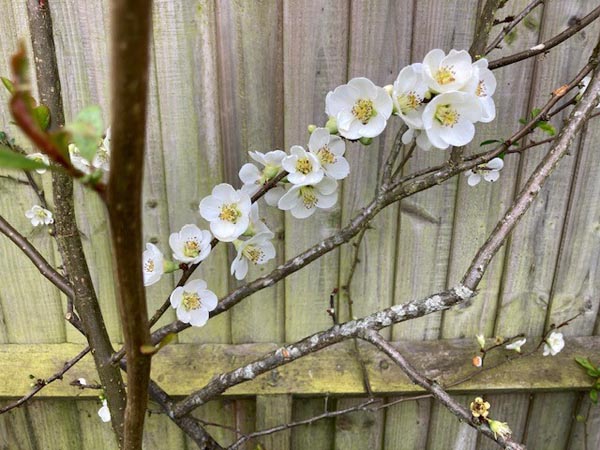 Chaenomeles Nivalis